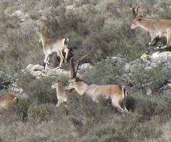 Abren la veda para cazar cabras tras las quejas de agricultores de Els Ports